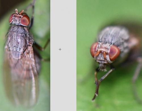 Réf. 265 298 : Minettia fasciata